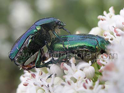     Cetonia aurata