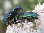 Goldsmith Beetle   19.Cetonia aurata