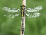 Common Club-tail    11.Gomphus vulgatissimus 