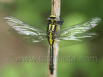 Gomphus vulgatissimus    Gomphus vulgatissimus 