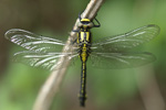 Gomphus vulgatissimus    Gomphus vulgatissimus 