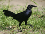 Great-tailed Grackle    Quiscalus mexicanus