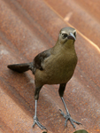 Great-tailed Grackle    Quiscalus mexicanus