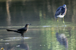 Great-tailed Grackle    