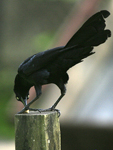 Great-tailed Grackle    Quiscalus mexicanus