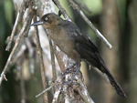 Great-tailed Grackle    Quiscalus mexicanus