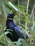 Great-tailed Grackle    Quiscalus mexicanus