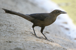 Great-tailed Grackle    Quiscalus mexicanus