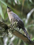 Great-tailed Grackle    