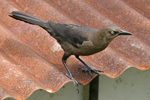 Great-tailed Grackle    Quiscalus mexicanus