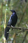 Great-tailed Grackle    