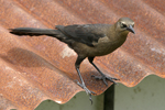 Great-tailed Grackle    Quiscalus mexicanus