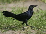 Great-tailed Grackle    Quiscalus mexicanus