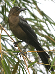 Great-tailed Grackle    Quiscalus mexicanus