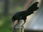 Great-tailed Grackle    Quiscalus mexicanus