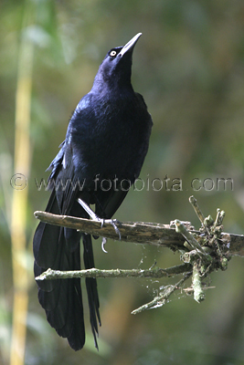      Quiscalus mexicanus