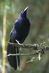 Great-tailed Grackle    Quiscalus mexicanus