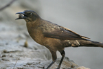 Great-tailed Grackle    Quiscalus mexicanus