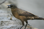 Great-tailed Grackle    