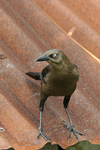 Great-tailed Grackle    Quiscalus mexicanus