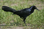 Great-tailed Grackle    Quiscalus mexicanus