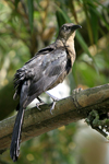 Great-tailed Grackle    Quiscalus mexicanus