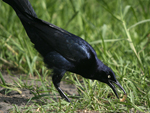 Great-tailed Grackle    