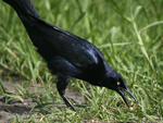 Great-tailed Grackle    Quiscalus mexicanus