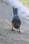 Great-tailed Grackle    Quiscalus mexicanus