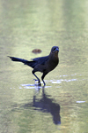 Great-tailed Grackle    Quiscalus mexicanus