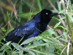 Great-tailed Grackle    Quiscalus mexicanus