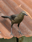 Great-tailed Grackle    Quiscalus mexicanus