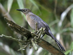 Great-tailed Grackle    Quiscalus mexicanus