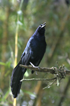 Great-tailed Grackle    Quiscalus mexicanus