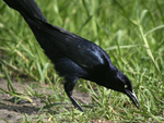 Great-tailed Grackle    Quiscalus mexicanus