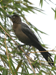 Great-tailed Grackle    