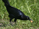 Great-tailed Grackle    Quiscalus mexicanus