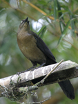 Great-tailed Grackle    Quiscalus mexicanus