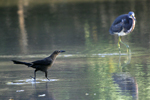 Great-tailed Grackle    Quiscalus mexicanus