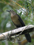 Great-tailed Grackle    Quiscalus mexicanus