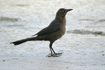 Great-tailed Grackle    Quiscalus mexicanus