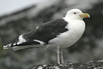 Great Black-backed Gull    