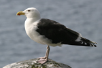 Great Black-backed Gull    