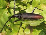 Great Capricorn Beetle   Cerambyx cerdo