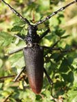 Great Capricorn Beetle   Cerambyx cerdo