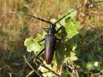 Great Capricorn Beetle   Cerambyx cerdo