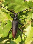 Great Capricorn Beetle   Cerambyx cerdo