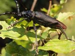 Great Capricorn Beetle   Cerambyx cerdo