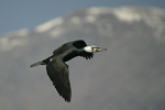 Great Cormorant    Phalacrocorax carbo