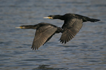Great Cormorant    